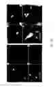 Fig. 35 - MESENCHYMAL STEM CELL, METHOD FOR CLONOGENIC EXPANSION THEREOF, METHOD FOR ISOLATING THEREOF, AND USE THEREOF
