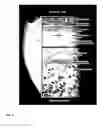 Fig. 02 - Acellular biologic composition and method of manufacture