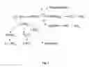 Fig. 02 - Phytocomplexes exhibiting multiple, synergistic antioxidant activities useful in foods, dietary supplements, cosmetics and pharmaceutical preparations