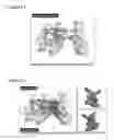 Fig. 02 - Peptides having anti-inflammatory properties