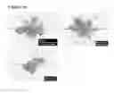 Fig. 07 - Peptides having anti-inflammatory properties