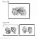 Fig. 09 - Peptides having anti-inflammatory properties