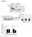 Fig. 04 - COMPOSITIONS AND METHODS FOR THE TREATMENT OR PREVENTION OF NEURODEGENERATIVE DISORDERS
