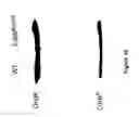 Fig. 25 - Compositions and methods for using toxin to induce or enhance an immune response