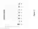Fig. 69 - Compositions and methods for using toxin to induce or enhance an immune response