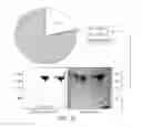 Fig. 04 - Carrier-antibody compositions and methods of making and using the same