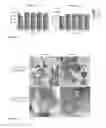 Fig. 19 - Compositions for introducing RNA into cells