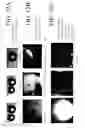 Fig. 14 - Systems and methods for unipolar separation of emulsions and other mixtures