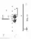 Fig. 19 - Systems and methods for unipolar separation of emulsions and other mixtures