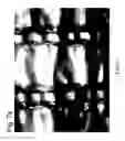 Fig. 09 - Methods of manufacturing sequentially stretched polymer films, apparatus used for such methods, and products obtained thereby