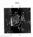 Fig. 05 - Tempered glass plate