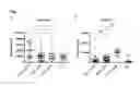 Fig. 02 - Cell epitopes and combination of cell epitopes for use in the immunotherapy of myeloma and other cancers