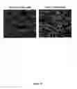Fig. 43 - CRYSTALLINE INSULIN-CONJUGATES