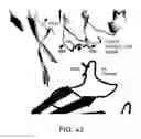 Fig. 44 - ANTIGEN-BINDING MOLECULE PROMOTING DISAPPEARANCE OF ANTIGENS HAVING PLURALITY OF BIOLOGICAL ACTIVITIES