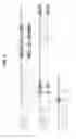Fig. 04 - Humanized anti-CD70 binding agents and uses thereof