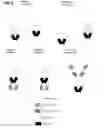 Fig. 02 - Multispecific GITR-binding fusion proteins and methods of use thereof
