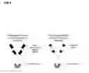 Fig. 07 - Multispecific GITR-binding fusion proteins and methods of use thereof