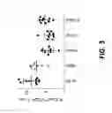 Fig. 05 - GITR ANTIGEN BINDING PROTEINS