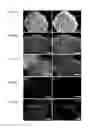 Fig. 05 - Method of culturing pluripotent stem cell, and polypeptide to be used therefor