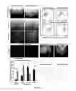 Fig. 02 - Method for generating endothelial colony forming cell-like cells