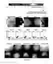 Fig. 04 - Method for generating endothelial colony forming cell-like cells