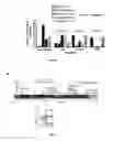 Fig. 05 - Method for generating endothelial colony forming cell-like cells