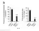 Fig. 06 - Method for generating endothelial colony forming cell-like cells