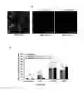 Fig. 07 - Method for generating endothelial colony forming cell-like cells