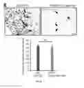 Fig. 09 - Method for generating endothelial colony forming cell-like cells