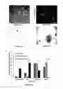 Fig. 11 - Method for generating endothelial colony forming cell-like cells