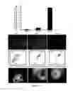 Fig. 12 - Method for generating endothelial colony forming cell-like cells