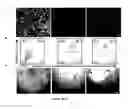 Fig. 14 - Method for generating endothelial colony forming cell-like cells