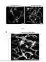 Fig. 18 - Method for generating endothelial colony forming cell-like cells