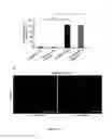 Fig. 20 - Method for generating endothelial colony forming cell-like cells