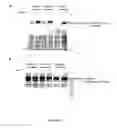 Fig. 23 - Method for generating endothelial colony forming cell-like cells