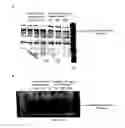 Fig. 24 - Method for generating endothelial colony forming cell-like cells