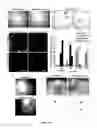 Fig. 29 - Method for generating endothelial colony forming cell-like cells
