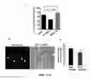 Fig. 31 - Method for generating endothelial colony forming cell-like cells