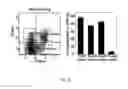 Fig. 09 - Methods of producing T cell populations enriched for stable regulatory T-cells