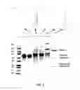 Fig. 04 - Methods for purifying adenovirus vectors