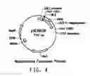 Fig. 06 - Compositions and methods comprising sequences having meganuclease activity