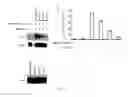 Fig. 07 - Two-hybrid based screen to identify disruptive residues at multiple protein interfaces