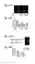 Fig. 34 - REDUCTION OF OFF-TARGET RNA INTERFERENCE TOXICITY