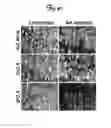 Fig. 48 - REDUCTION OF OFF-TARGET RNA INTERFERENCE TOXICITY