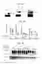 Fig. 08 - METHOD OF REGULATING GENE EXPRESSION