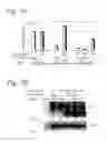 Fig. 09 - METHOD OF REGULATING GENE EXPRESSION