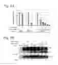 Fig. 10 - METHOD OF REGULATING GENE EXPRESSION