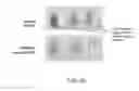 Fig. 29 - Methods of modulating WARS2