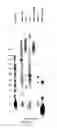 Fig. 18 - Polycomb-associated non-coding RNAs