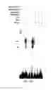 Fig. 20 - Polycomb-associated non-coding RNAs